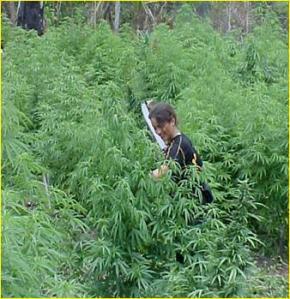 Seria esta a lavoura de Minc? 