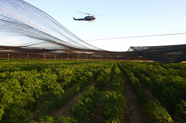 marijuana_plantation_02