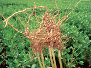 Inoculação com rizóbio pode não ser suficiente para altas produtividades