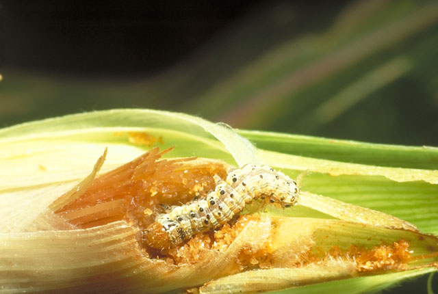 A Helicoverpa migrou entre as diversas culturas do Oeste, auxiliada pelas boas condições de proliferação, como os repetidos veranicos.