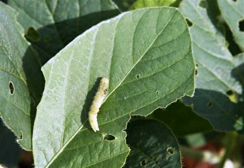 lagarta_soja