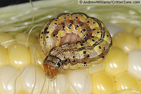Helicoverpa-zea-caterpillar-AWIN081008-078