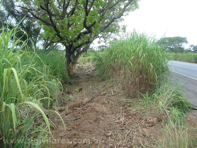 Ao escapar da estrada, o motorista chocou-se com uma árvore, capotando. O motorista foi ejetado do veículo, ficando seu corpo na trajetória do veículo desgovernado.