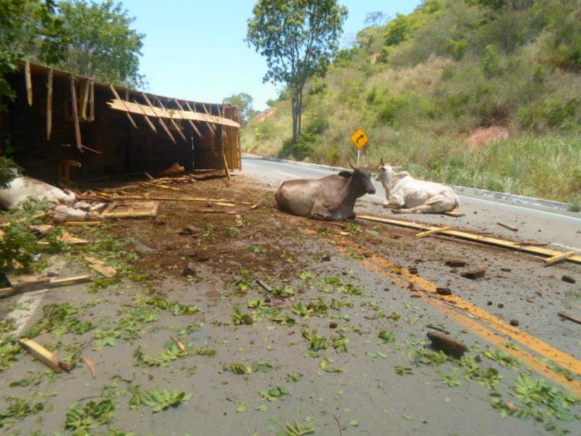 Os animais machucados se espalharam pela região