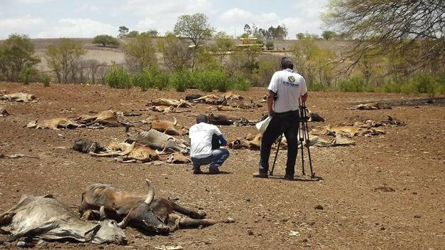 GadoMortoCassioCunhaLimaTwitter