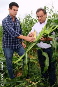 milho verde 3 vertical