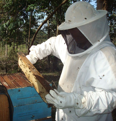 apicultura