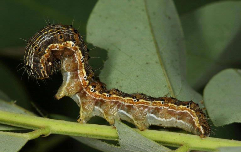 Helicoverpa_armigera_larva