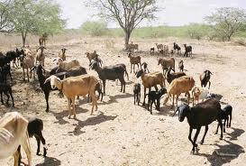 Cabritos potiguares: sobrevivendo com o milho do Mato Grosso.