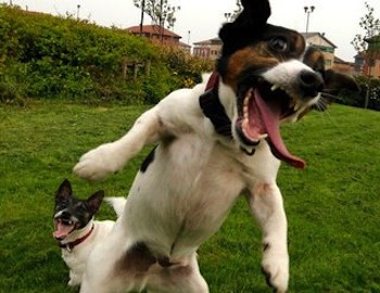 cachorro-louco-agosto