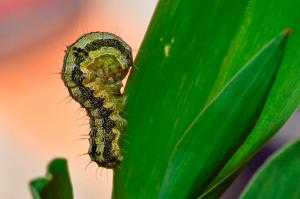 Helicoverpa_Armigera_Fabiano_Bastos-45