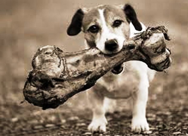 cachorro-com-osso-620x450