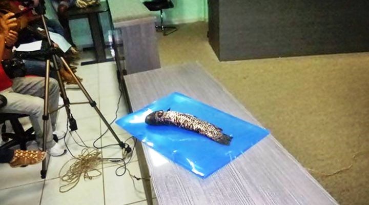 Uma traíra levada pelos professores foi depositada em bancada do plenário