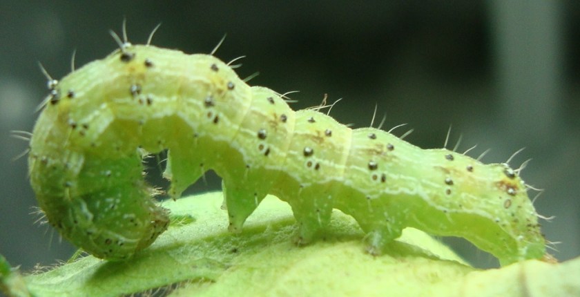 Sou-Agro-Helicoverpa-armigera-by-Miguel-Soria