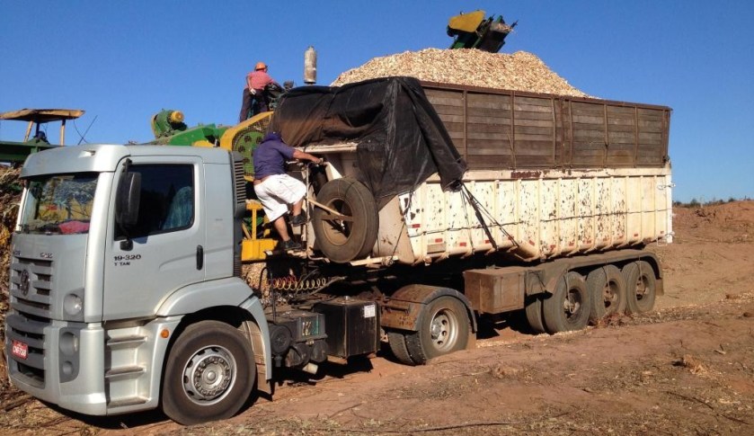 Cavaco de eucalipto: florestas renováveis como fonte de eletricidade
