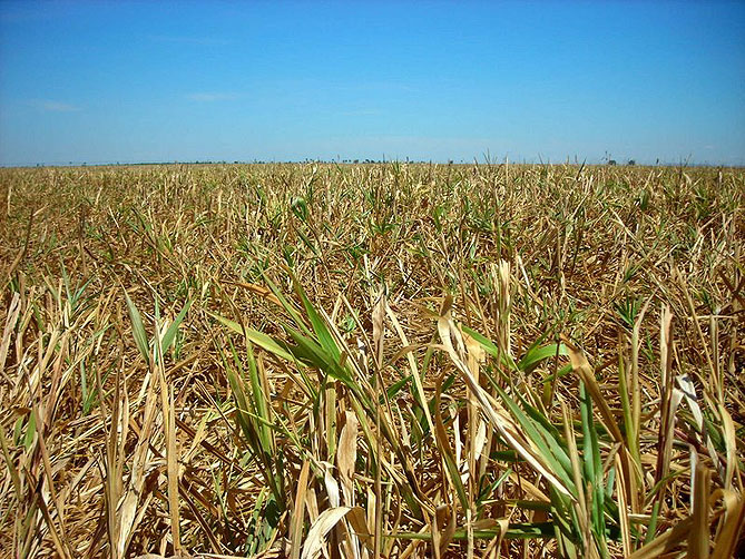 Milheto: garantindo produtividade nas próximas safras de soja