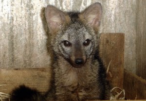 Raposas felpudas: carinhas inocentes, mas predadores vorazes.