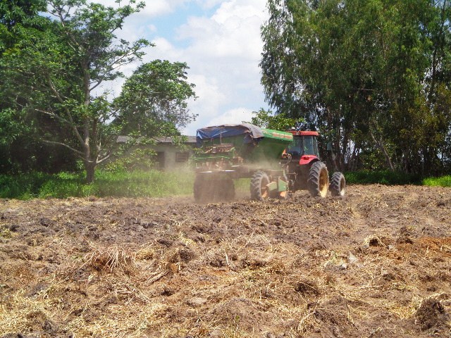 Sementes são distribuídas a lanço, com objetivo de imitar a natureza.
