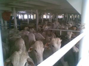 O interior dos navios