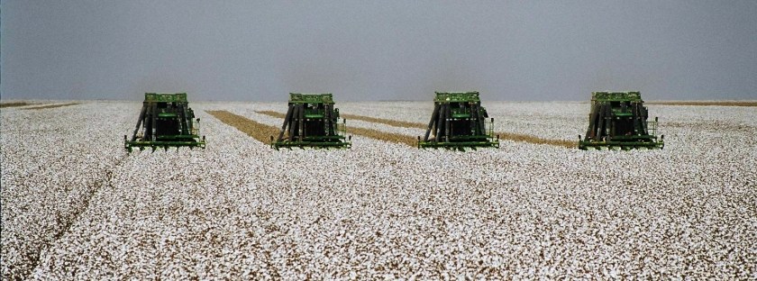 algodão