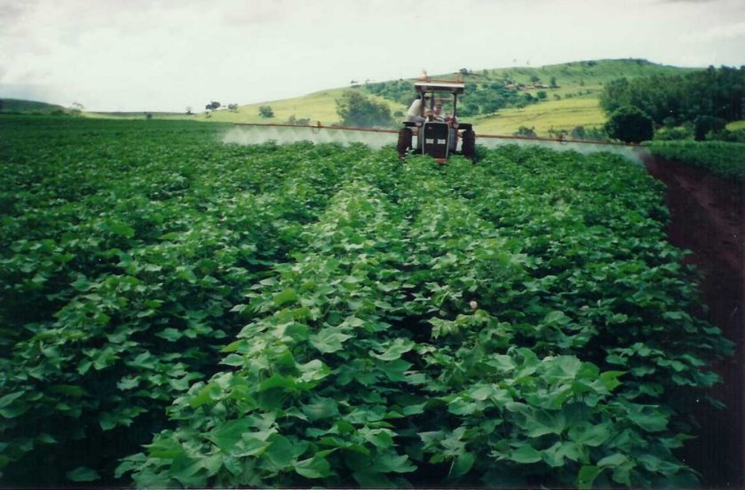 Algodão: esperança de safra cheia.