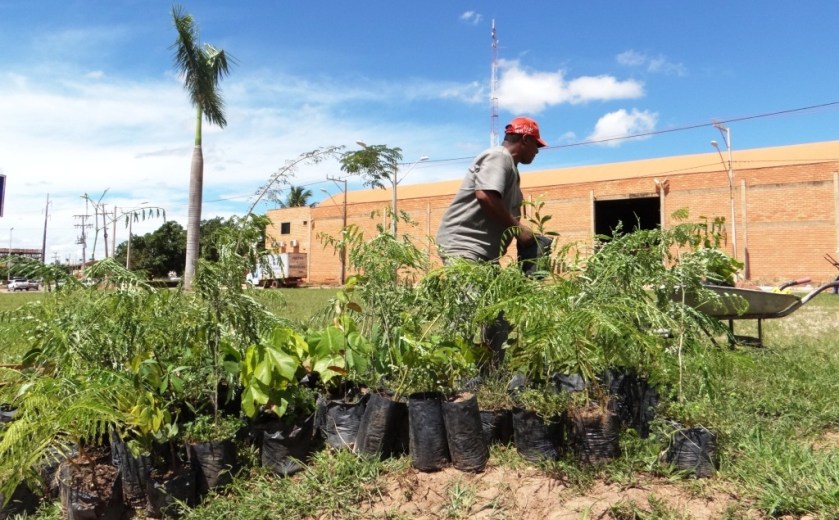 Diferentes espécies são introduzidas no centro urbano. Nesta ocasião a avenida Salvador recebeu árvores de grande porte, como Tamboril, Jatobá Chichá e Flamboyant.