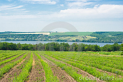 paisagem-do-verão-em-ucrânia-17228756