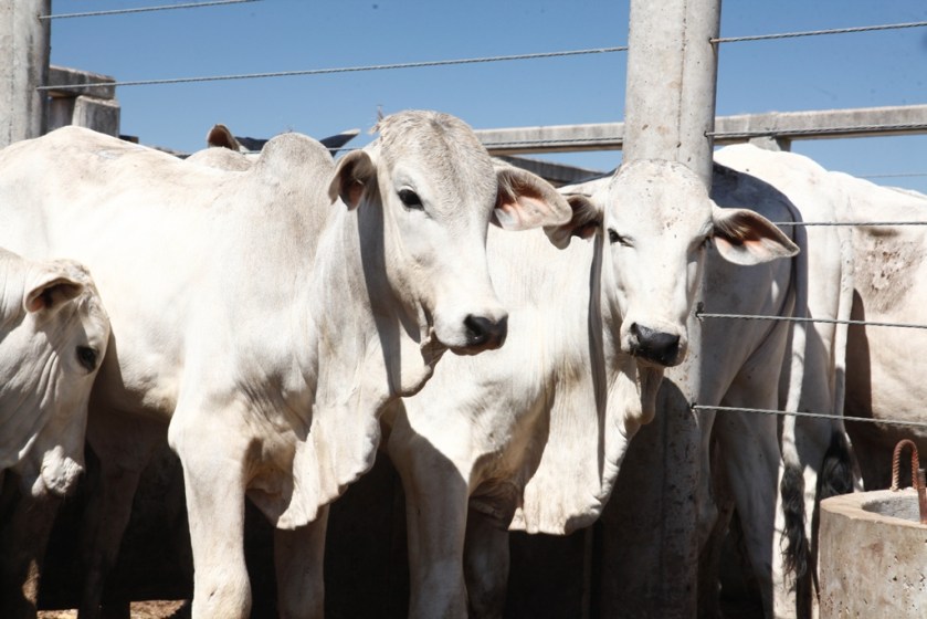 Leilão movimentará a 10ª edição da Bahia Farm Show