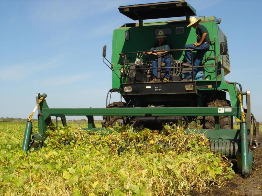Preços do feijão sempre oscilam fortemente. Agora estão abaixo do mínimo em algumas regiões.