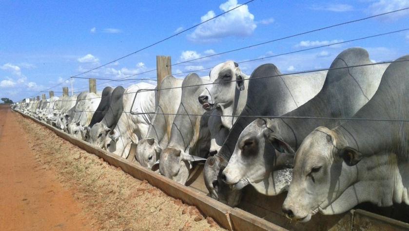 Instalações da Captar, Luís Eduardo Magalhães, a maior da Bahia