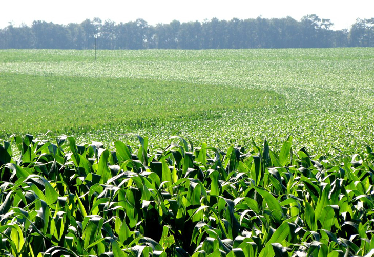 O refugio com variadades convencionais preserva predadores naturais e evita aumento da resistência das pragas