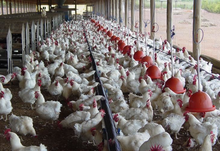 Avicultura no Nordeste, principal consumo de milho do Centro Oeste e Oeste da Bahia