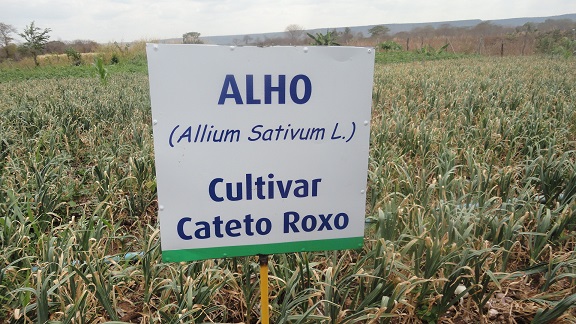 Cultivar Cateto Roxo