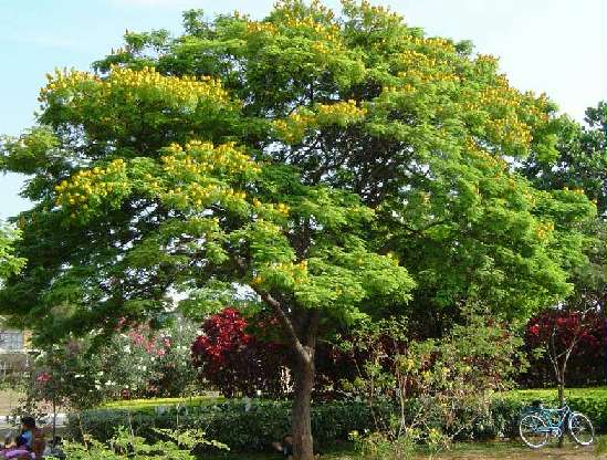 A beleza sem par da Sibipiruna, a Caesalpinia peltophoroides