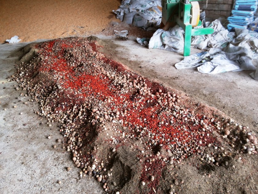 Mistura de sementes na Chácara Flor de Liz.