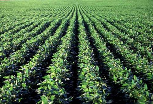 soja-cultivo-tapiz1