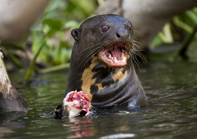 Na imagem, um político devora, com gosto, sua propina.