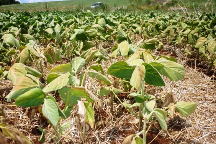 Cultivo de soja com deficiência hídrica severa