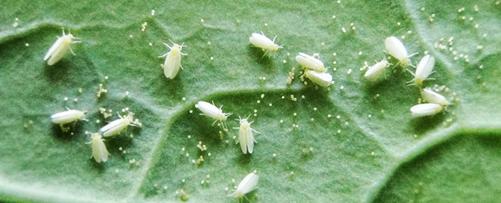 _0003_Mosca Branca adulto (5) copy