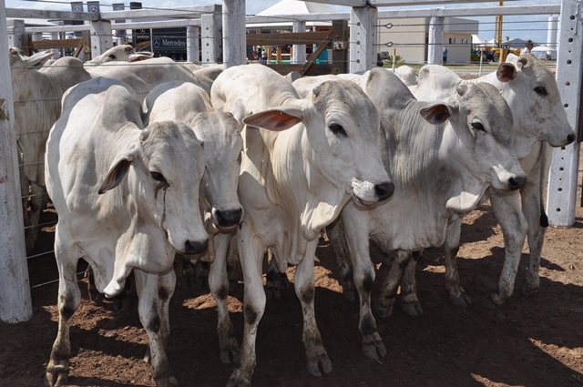 leilão de gado de corte2_BFS 2014 (1)