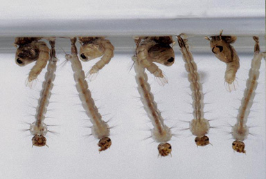 Pupas e larvas do Aedes Aegypti