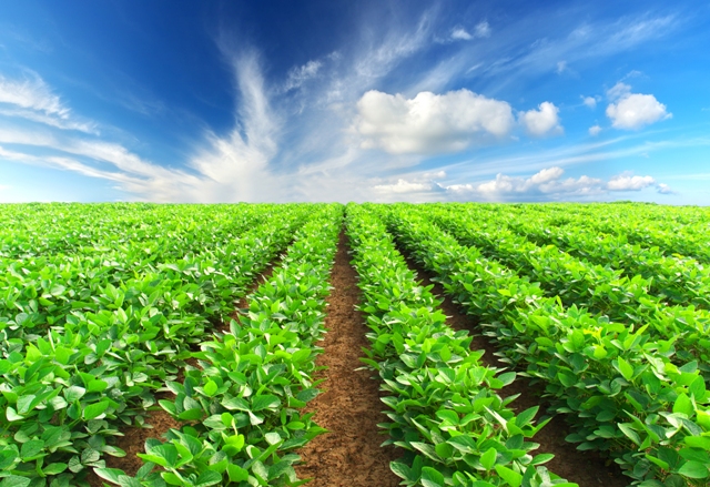Lavoura-de-soja-Crédito-Shutterstock
