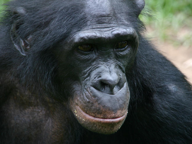 Close up of a Bonobo or Pygmy chimpanzee (Pan paniscus) at the animal shelter Lola near Kinshasa Democratic Republic of Congo.