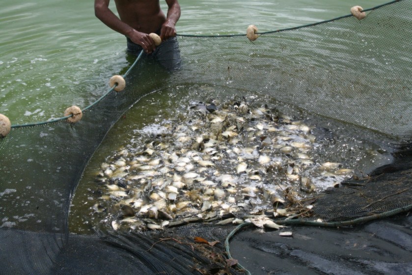 Cerca de 20 mil alevinos foram entregues no Assentamento Rio de Ondas