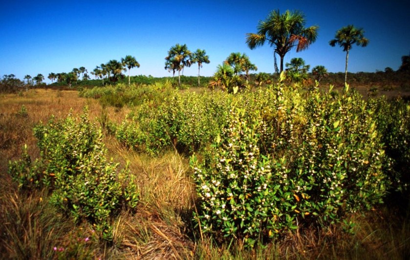 Cerrado:  cobiça de norte-americanos