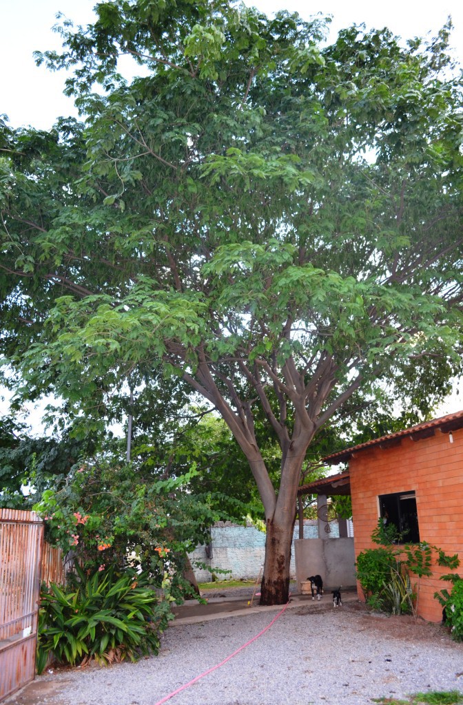 Pé de tamboril com apenas seis anos, plantado na redação de O Expresso. Luís Eduardo poderia estar toda florestada assim.