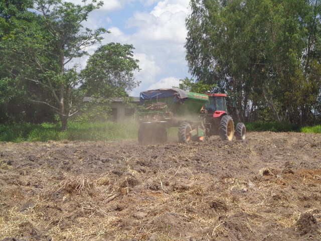 Distribuição a lanço da mistura de sementes.