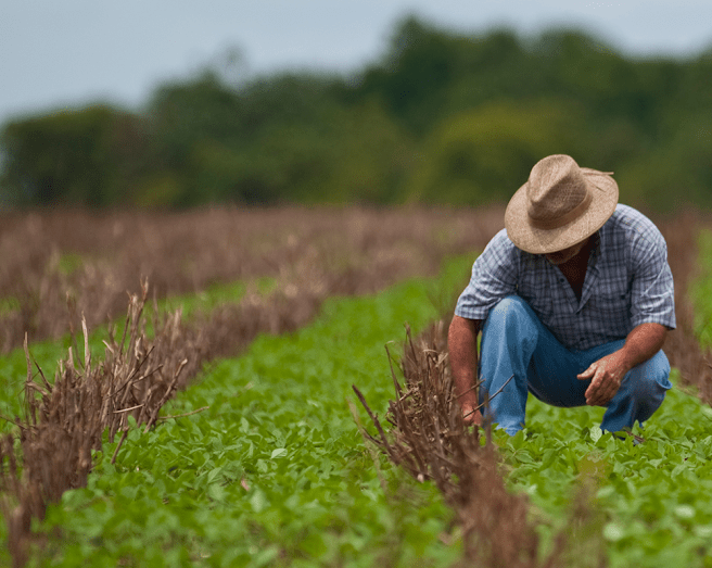 técnico agrícola