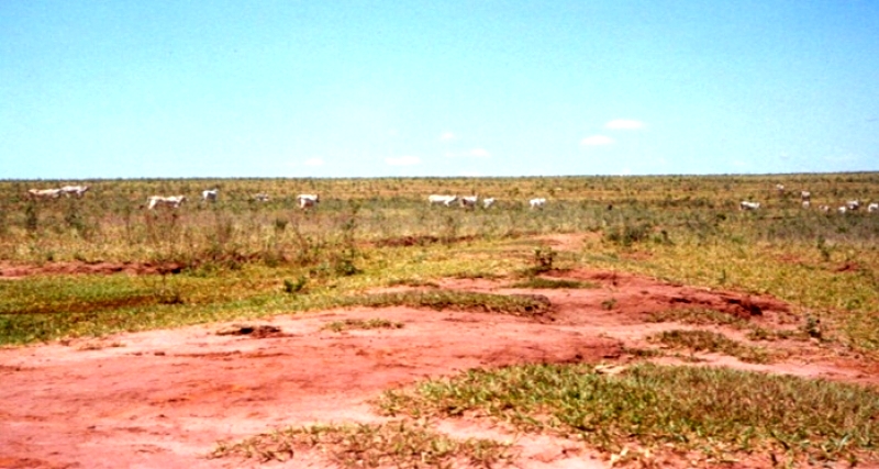 Pastagens degradadas, o grande problema do País.