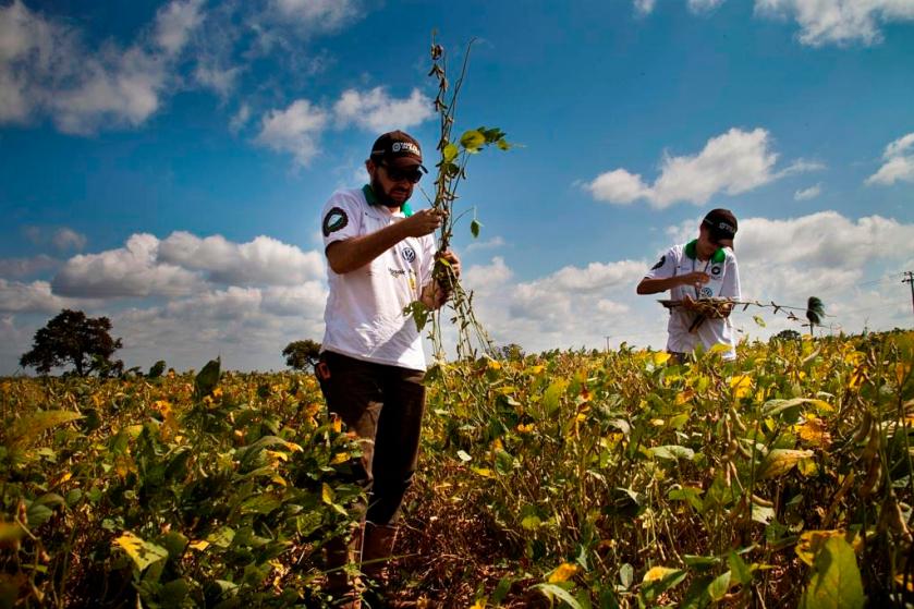 Perdas são de monta na safra 2016